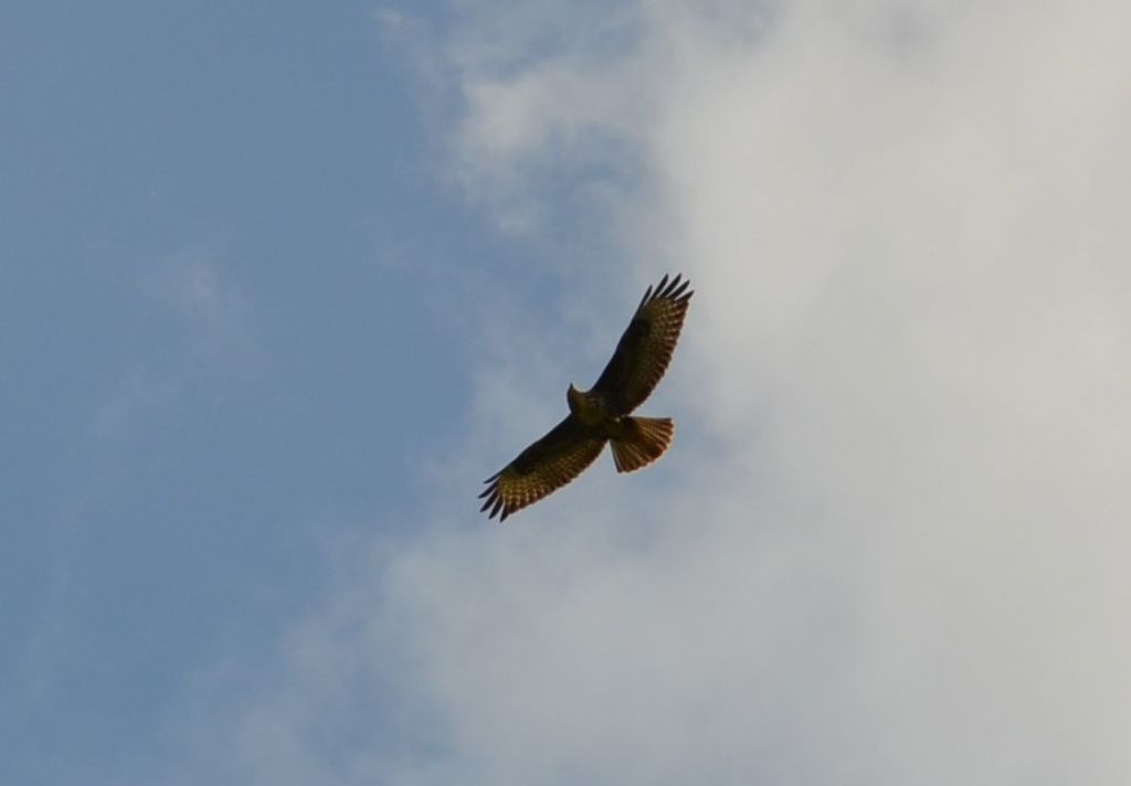 aiuto identificazione 2